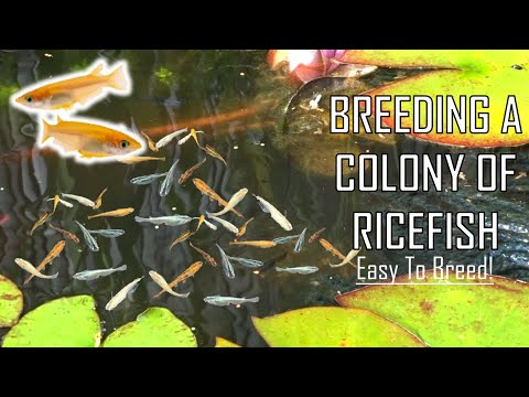 This Is The Easiest Fish To BREED! How To Raise A Colony Of RICEFISH Outdoors & Indoors!