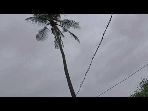 Nature's Status For What's App🌴🌳🏞️🌲