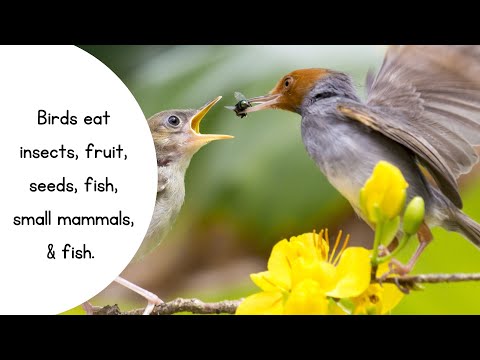 Colorful Birds Nature View 🐦