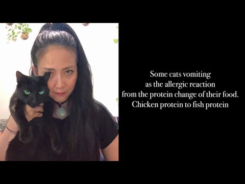 How to give emergency remedy to a cat that vomiting due to food allergy reaction