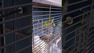 Parrot Birds Videos