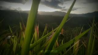 Download lagu vidio pendek 30 detik versi sholawat al- qolbu'mutayam. mp3