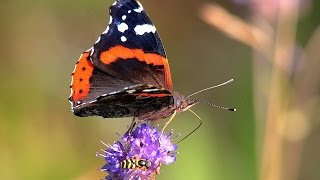 preview picture of video 'Vanessa - Red Admiral'