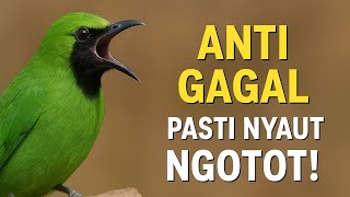 Download lagu Cucak Ijo Gacor Membuat Emosi Naik dan Memancing Cucak Ijo Susah Bunyi langsung Ngeplong Mental Naik mp3