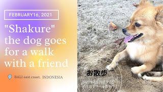 「久しぶりのお散歩だよ」2021年2月16日バリ島サヌールビーチのお散歩