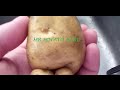 Mr Potato Head 18 February 2015