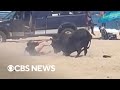 Woman Attacked By Bull On Mexico Beach After Ignoring Warnings