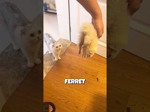 This Cat Thought His Best Friend PASSED Away 😿💔