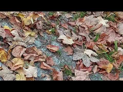 17.10.2022 Antifaschistische Montagsdemonstration gegen Querdenker in Berlin Prenzlauer Berg (1)