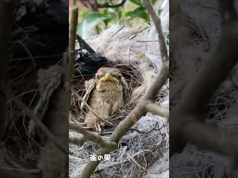 庭の鳥: 野生のスズメを飼いならすにはどうすればよいですか?彼と友達になるために従うべき5つのステップ  庭園