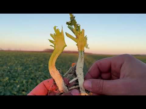 Транспірація як інструмент формування мікроклімату та виживання в умовах високих температур. Ріпак.