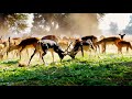 Ultimate wild animals collection in 8k ULTRA HD / 8k TV