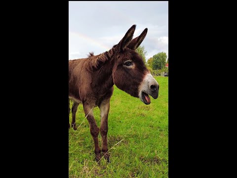 Donkey and rainbow #shorts