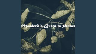 Rhodanthe Star in Sundown