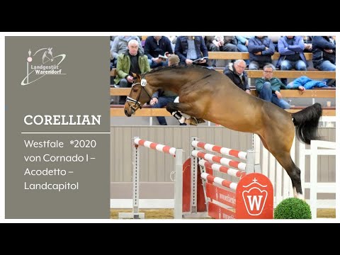 Corellian bei der Körung in MS Handorf 2022