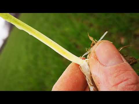 Unsere Landwirtschaft 2020: Frühsaat Weizen - Schossbeginn - Bestandesführung