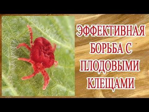 ЭФФЕКТИВНАЯ БОРЬБА С КЛЕЩАМИ НА ЯБЛОНЕ. ВРЕДИТЕЛИ ПЛОДОВЫХ.