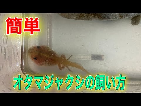オタマジャクシは何を食べますか?