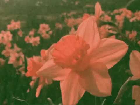 I Wandered Lonely as a Cloud