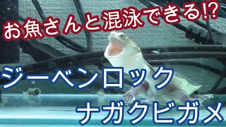 目がクリクリ!　首はナガナガ!　その名もジーベンロックナガクビガメ!!!!!【亀,アクアリウム,爬虫類,混泳】