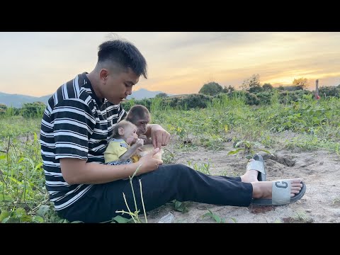 Peaceful moments of monkey SinSin and SuBi when working with Dad at the farm