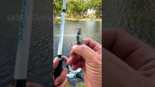 Download lagu How to sling shot cast. #fishingvideos #urbanfloridafishing #southfloridafishing #cooledit #fishing mp3