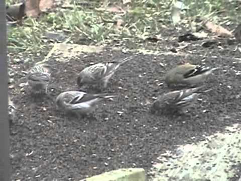 Hoary Redpoll 02202011