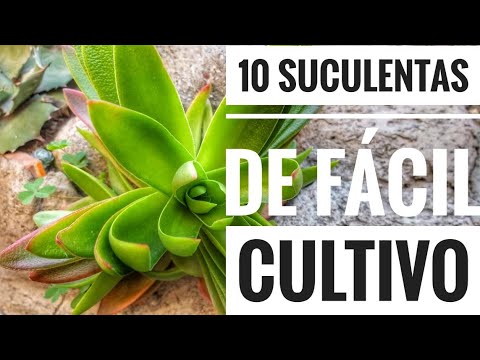 10 SUCULENTAS de FÁCIL CULTIVO / Un día en el jardín