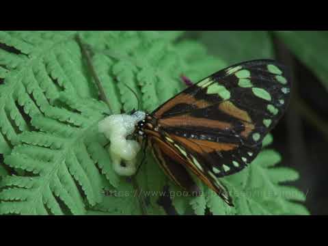 泡を吹くヒトリガの仲間　Chetone angulata
