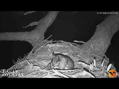 Eagle Country Nest Cam 2025