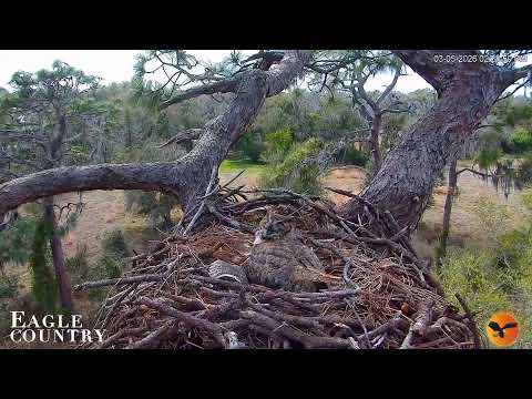 Bald Eagle Nest