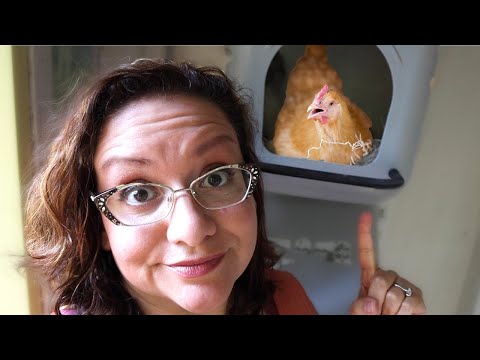 DON'T Make These NESTING BOX Mistakes! 😭🐔