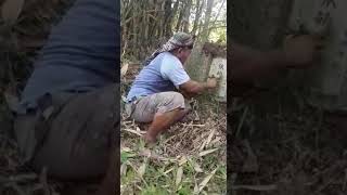 Download lagu short#JAWA NGAPAK NGAKAK mp3