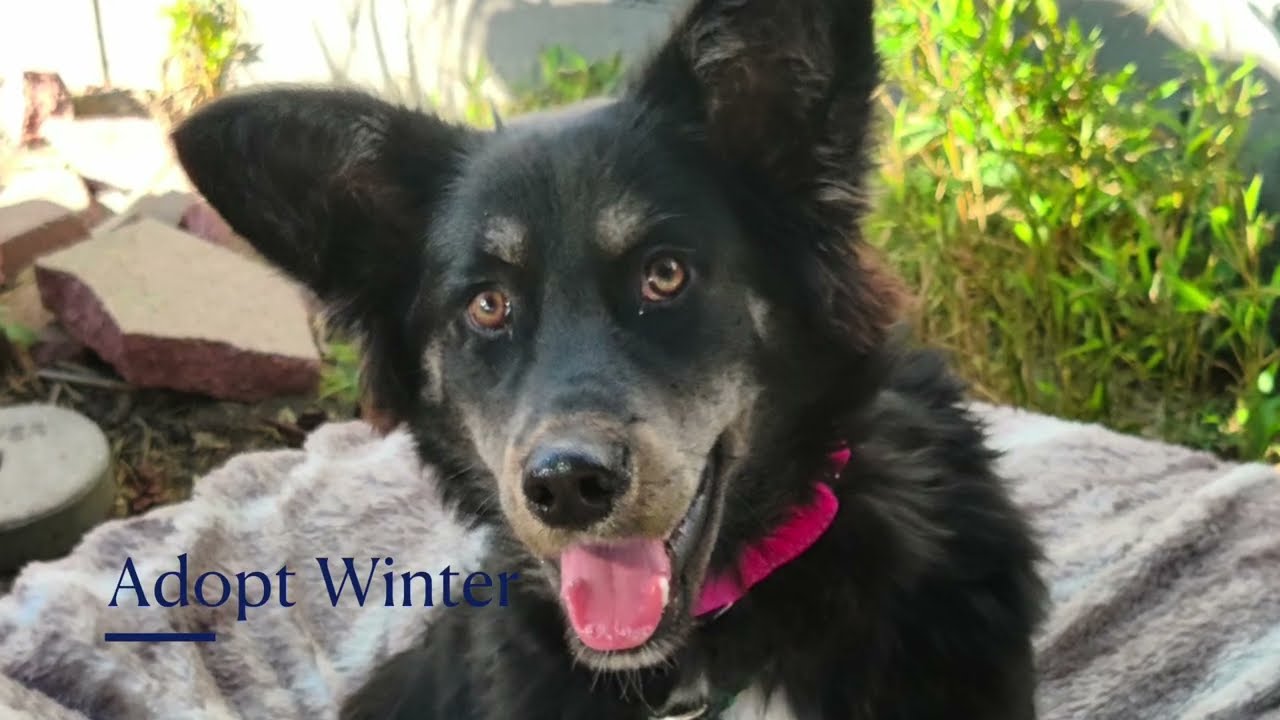 Enlarge WINTER, a Adoptable mixed breed in Pasadena, CA video 2/3