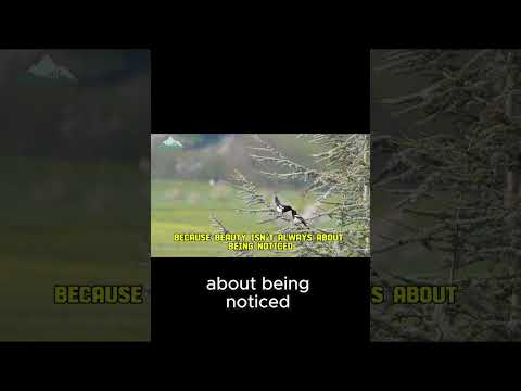 Bird of Paradise  The Most Hopeful and Magica