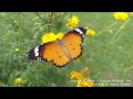 George Winston - Living Without You - Summer: Special Edition #piano #georgewinston #classicalpiano