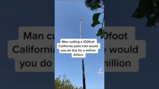 Person Cutting The Palm Tree Has Death Wish 😭