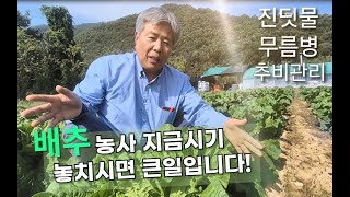 배추 농사 지금 시기가 가장 중요합니다! (배추밭에서 함께 알아보는 배추관리 포인트 3가지)