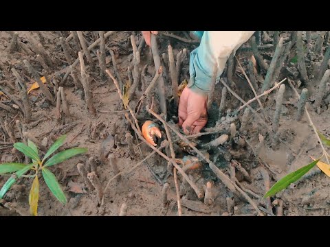 Hunting Giant Crabs in Mangrove Wilderness – Shock Surprise❗