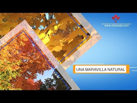 download lagu mp3 mp4 Bienvenido Otoo, download lagu Bienvenido Otoo gratis, unduh video klip Bienvenido Otoo