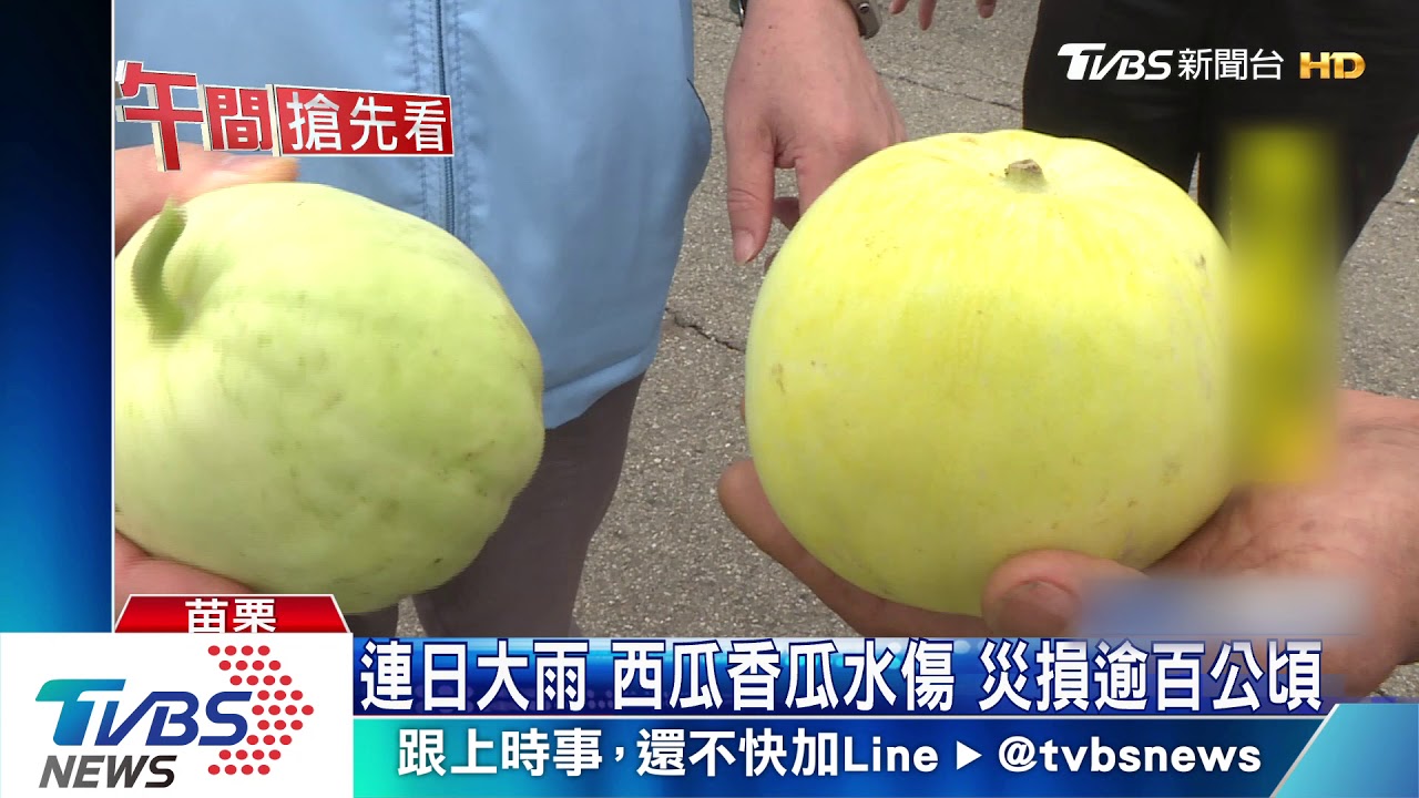 連日大雨!西瓜香瓜水傷 災損逾百公頃