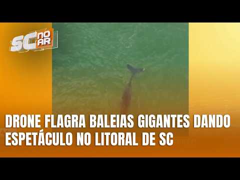Drone registra espetáculo de baleias gigantes na Praia do Gravatá