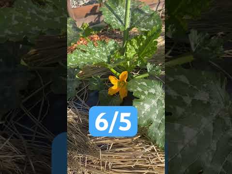 ズッキーニの種を播く前に浸したほうがよいでしょうか？  庭園