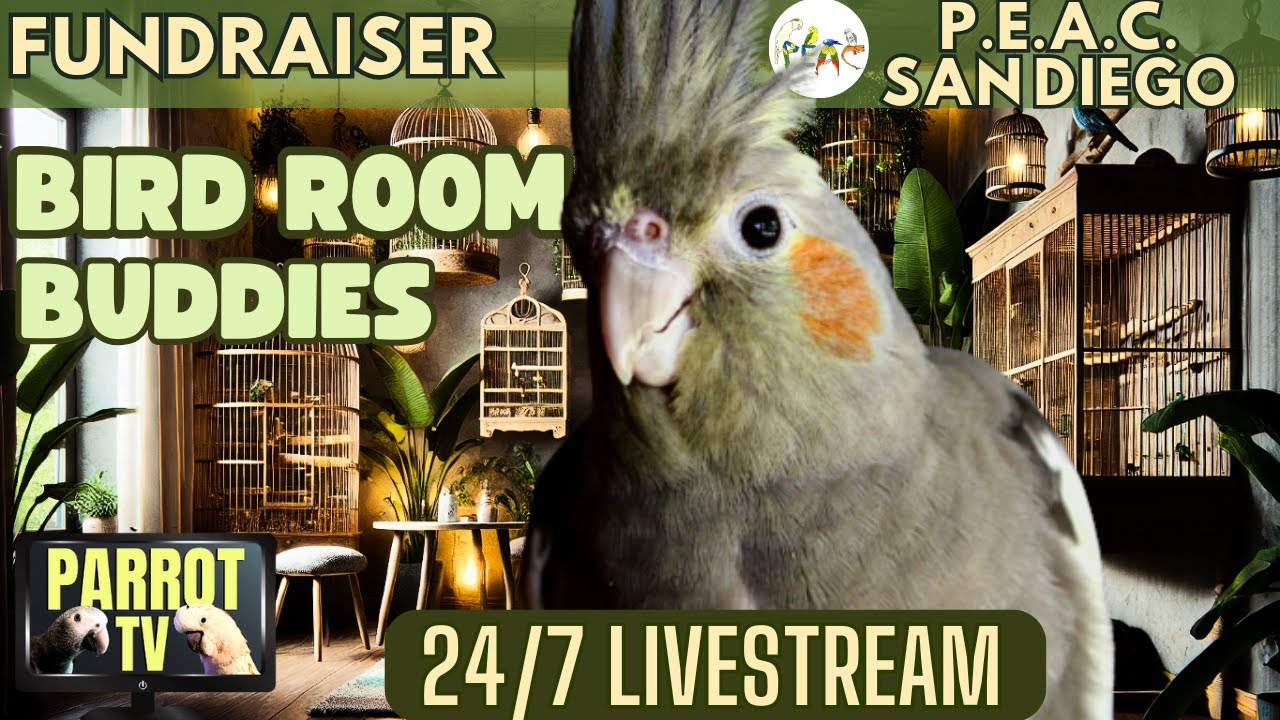 Bird Room Buddies | Keep Your Parrot Happy with Bird Room Parrot Sounds | Parrot TV for Birds🦜