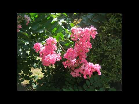 Botanical Garden of Fragrant Plants in Limoux France | Jardin aux Plantes la Bouichère 2015