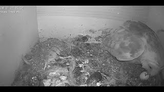 Geburt des 1. und 10. der zweiten Brut