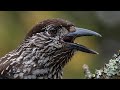 The Loud, Harsh "Kraak-Kraak-Kraak": Spotted Nutcracker Calls!