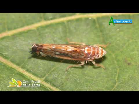 Puntata del 15/8/21 –  3° parte – Le malattie del vigneto