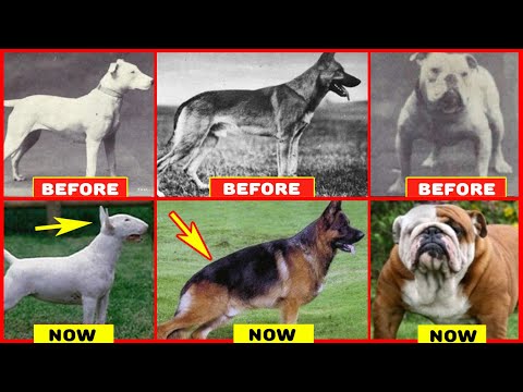 Years of Breeding Ruined Popular Dog Breeds
