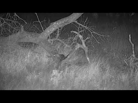 Djuma: Genet-hunting below cam then to fallen tree - 22:39 - 03/04/2022